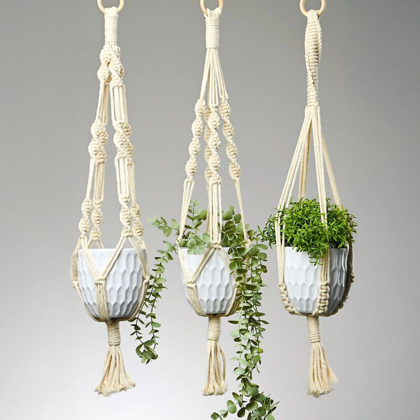 حامل نباتات