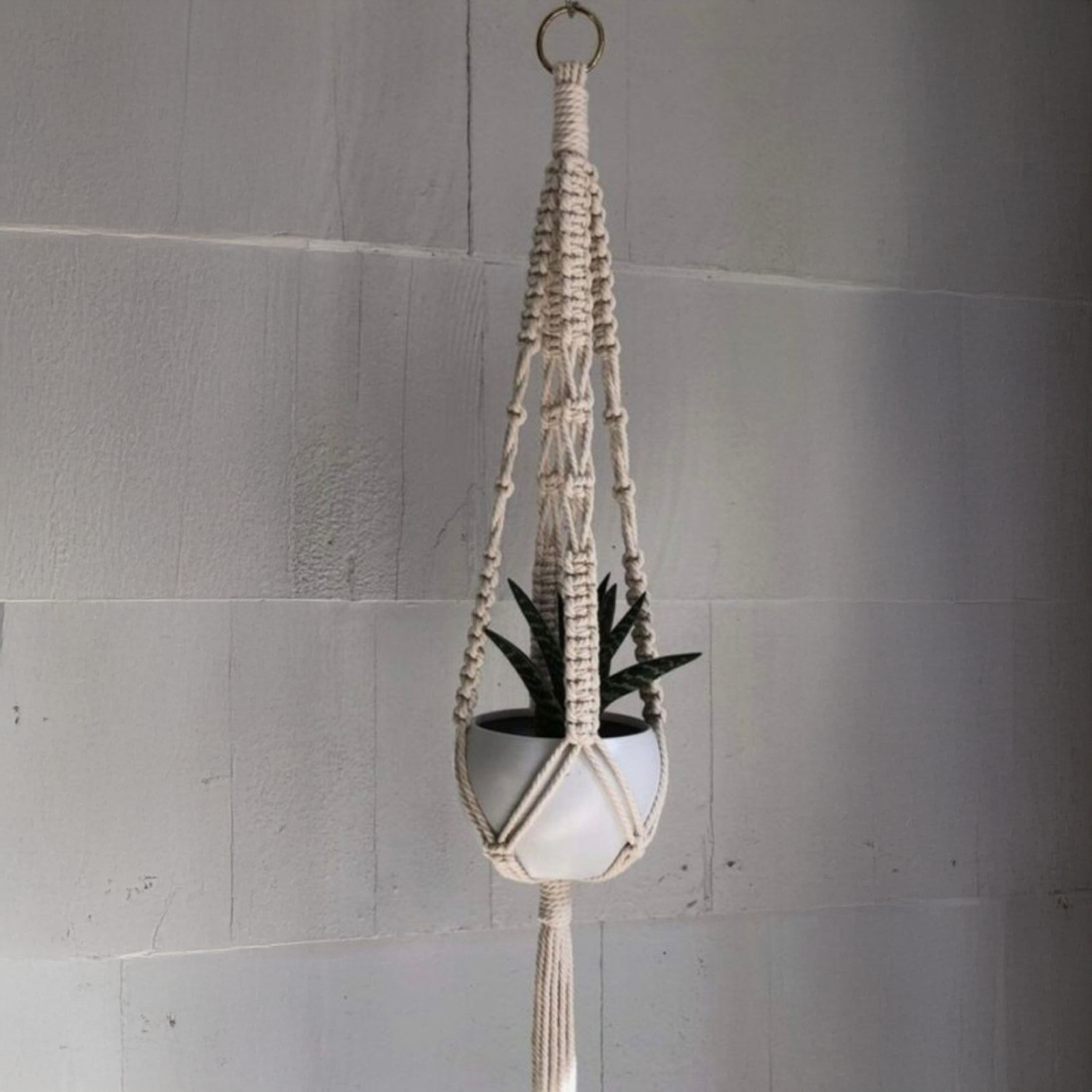 حامل نباتات