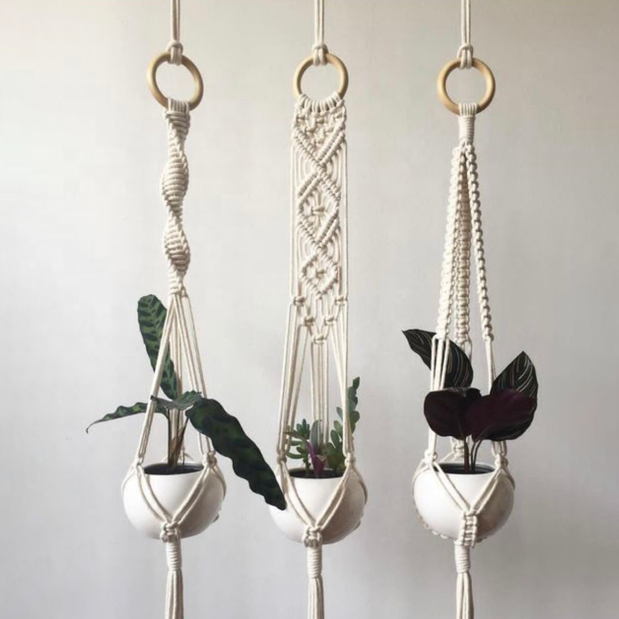 حامل نباتات