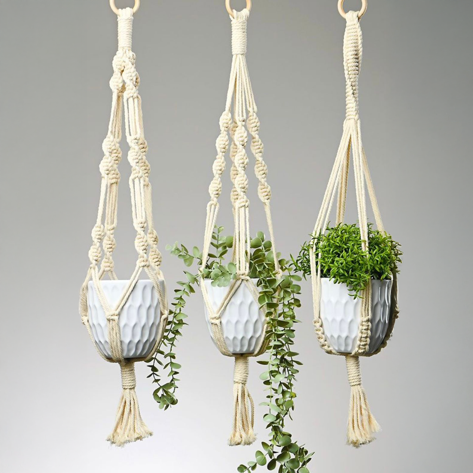 حامل نباتات