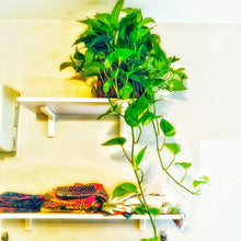 Load image in Gallery viewer, نباتات
